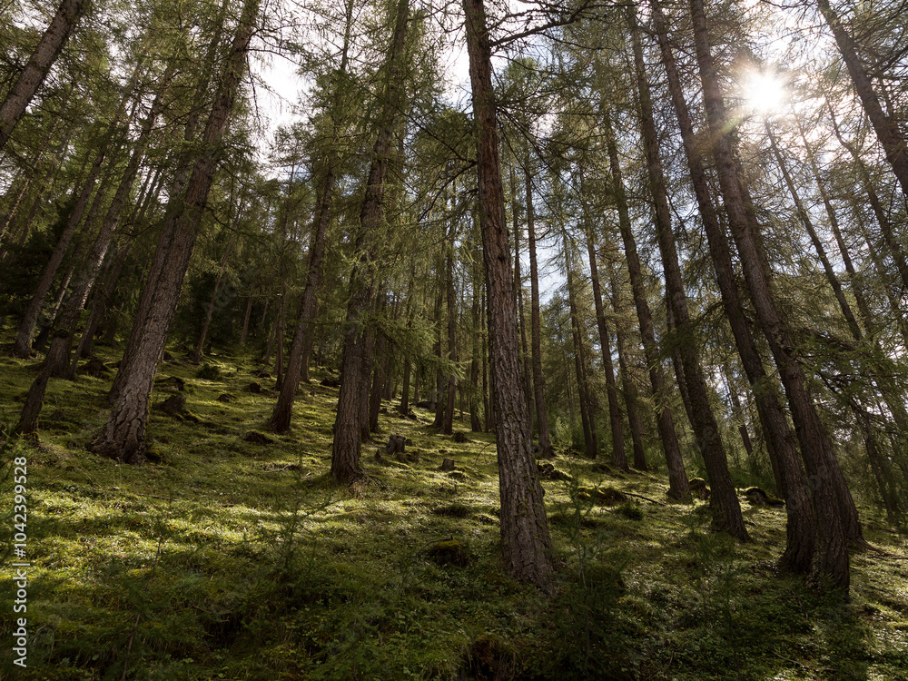 trees in the forest, Livigno trees in the forest, Livigno