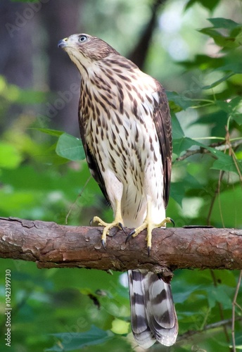 Coopers Hawk sitting on a branch in the woods photo