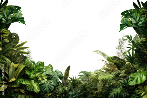 Fototapeta Naklejka Na Ścianę i Meble -  PNG Jungle backgrounds vegetation outdoors.