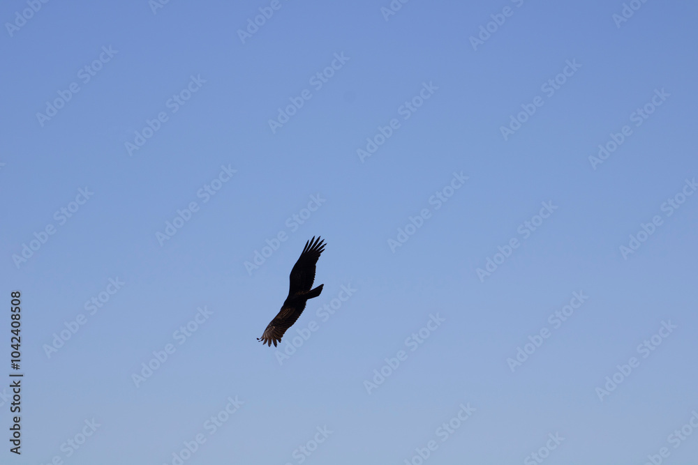 hawk flying high in blue sky hawk flying high in blue sky