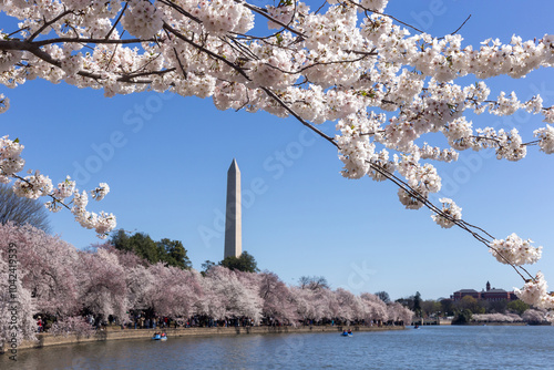 Cherry blossom in Washington DC