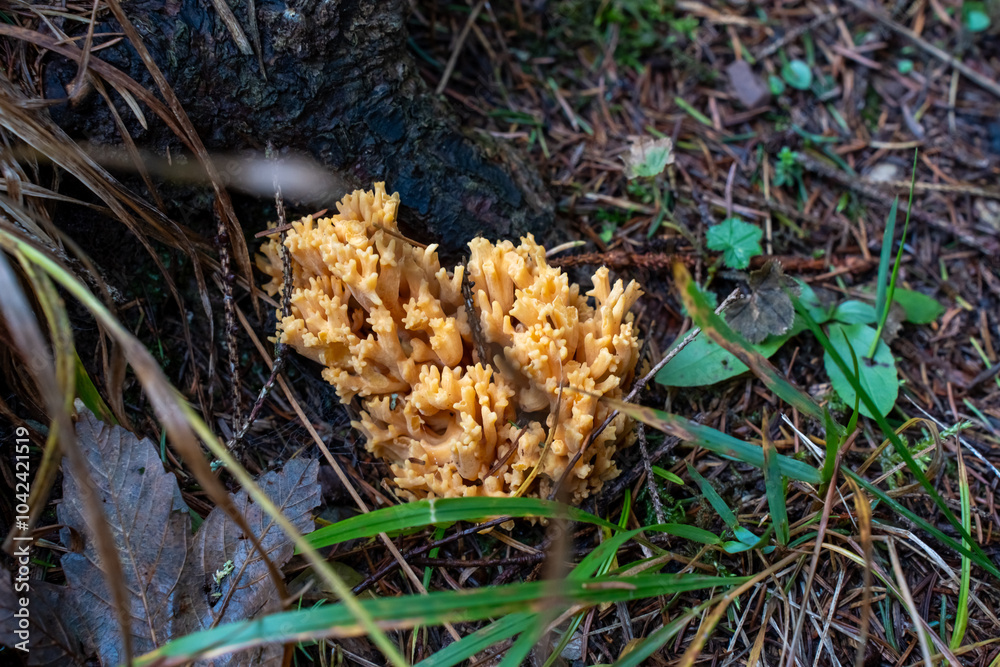 Close-up of a bright orange coral fungus growing on a forest floor among leaves and grass in autumn. High quality photo Close-up of a bright orange coral fungus growing on a forest floor among leaves and grass in autumn. High quality photo