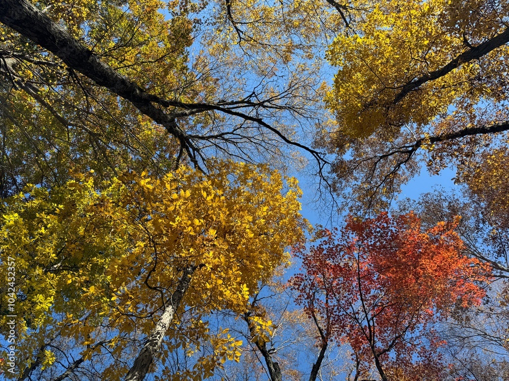Autumn Afternoon in New England Autumn Afternoon in New England