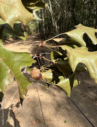 acorn with leaves