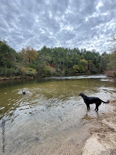 dog in the lake