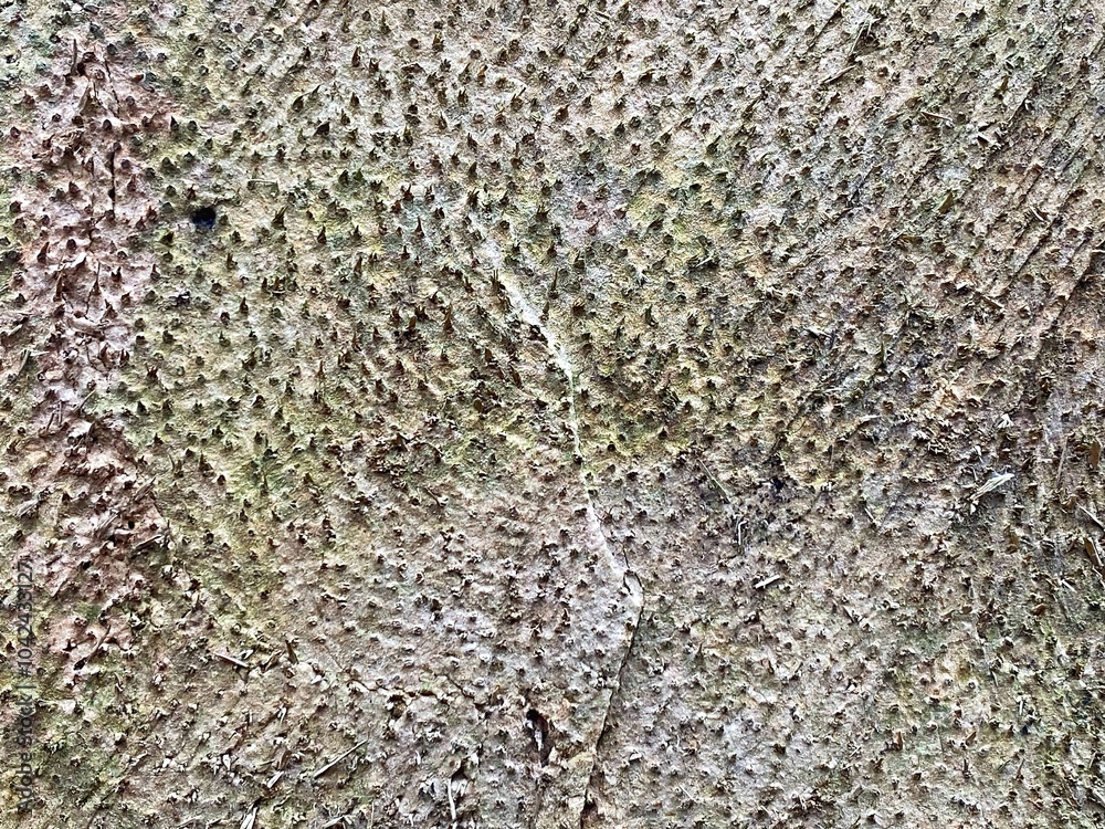 texture on coconut tree cross section, Trypophobia texture on coconut tree cross section, Trypophobia