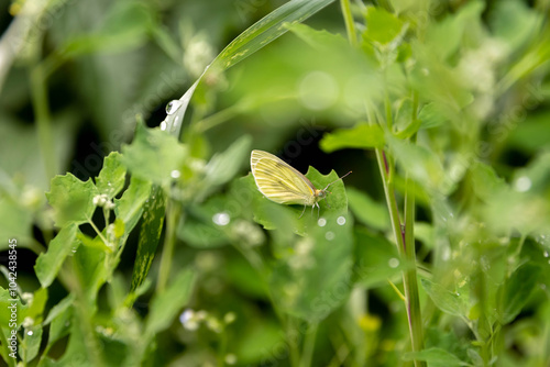 Beautiful Gram Blue Butterfly (Euchrysops cnejus) spreads wings. photo