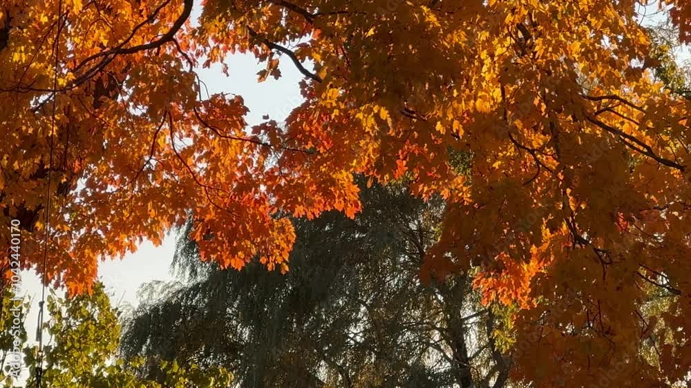 Full Branches of Orange Leaves Ascending Sweep Full Branches of Orange Leaves Ascending Sweep