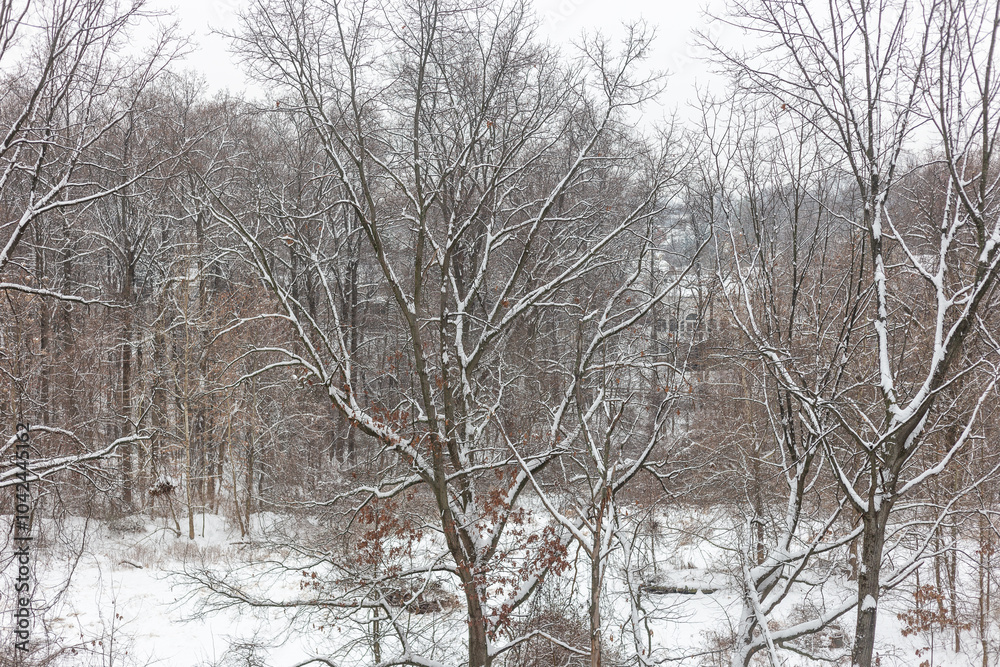 Fototapeta premium A winter forest