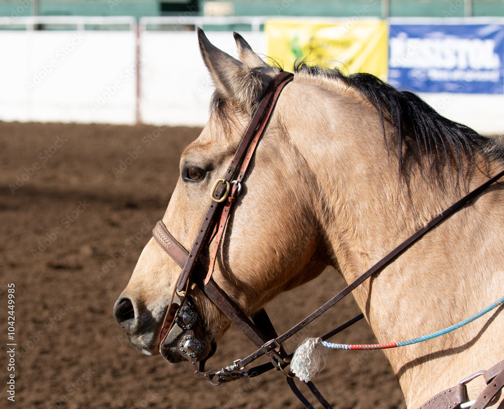 portrait of a horse
