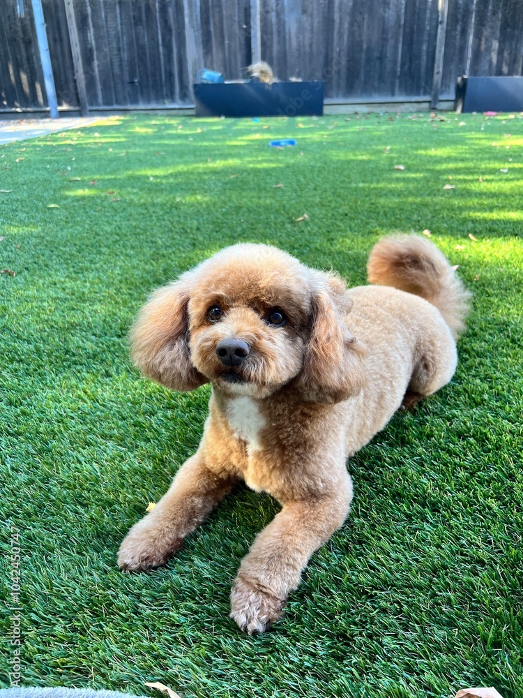 Fototapeta premium doodle dog in the grass