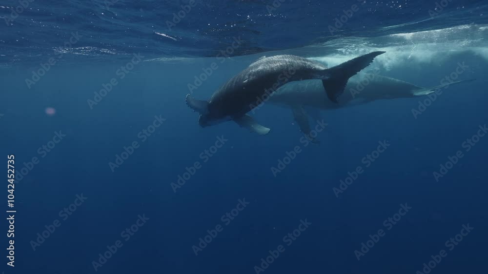 Fantastic closeup two humpback whales gently dancing in blue water close to surface, light shimmering. Escort whale during mating season. Concept of natural habitat wildlife marine animals of Tonga Fantastic closeup two humpback whales gently dancing in blue water close to surface, light shimmering. Escort whale during mating season. Concept of natural habitat wildlife marine animals of Tonga