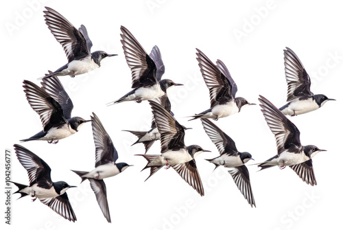 PNG Flock of 8 swifts birds background white.