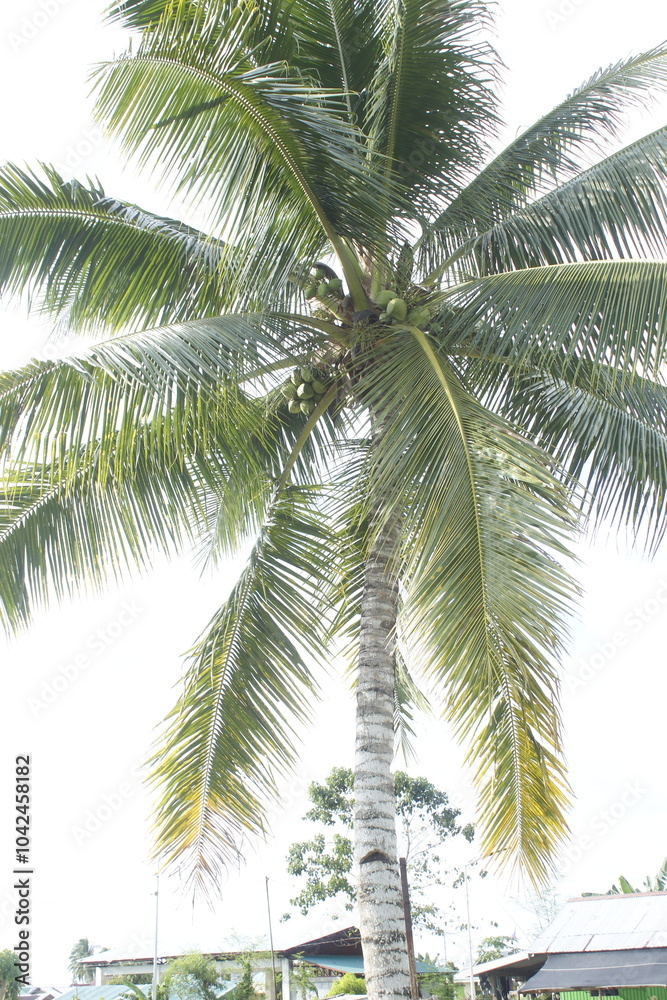 Obraz premium coconut tree