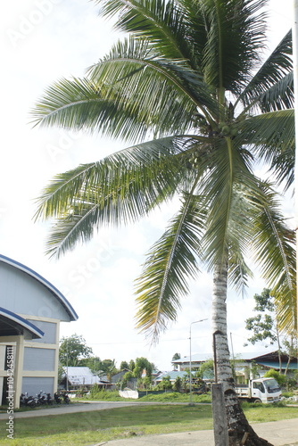 Resort hotel with a coconut tree