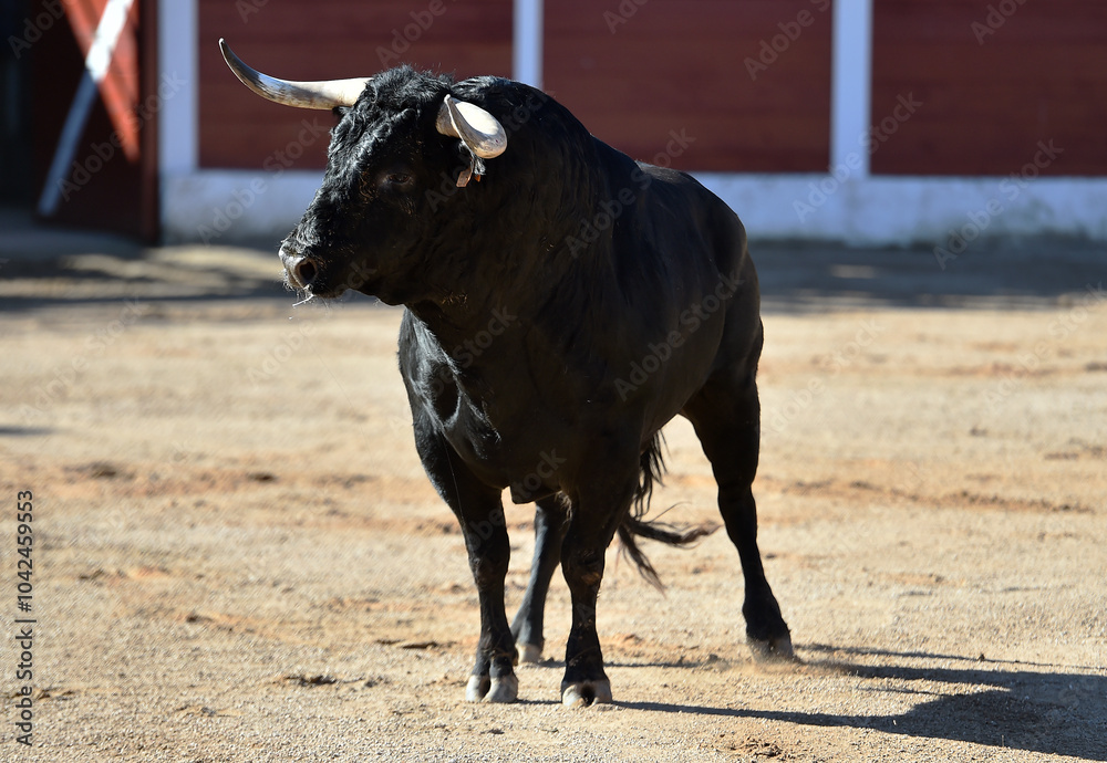 strong black bull with big horns in spain in a traditional spectacle of bullfight strong black bull with big horns in spain in a traditional spectacle of bullfight