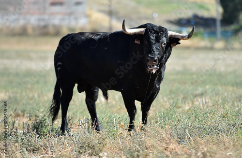 strong black bull with big horns in spain in a traditional spectacle of bullfight