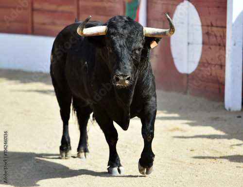 black bull with big horns in the spanuish bullring photo