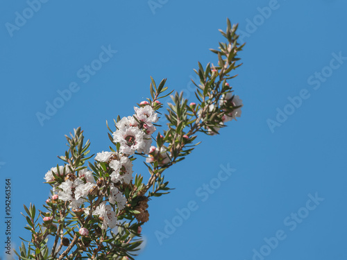 plant branch tea tree with white flowers over blue sky leptospermum scoparium manuka photo