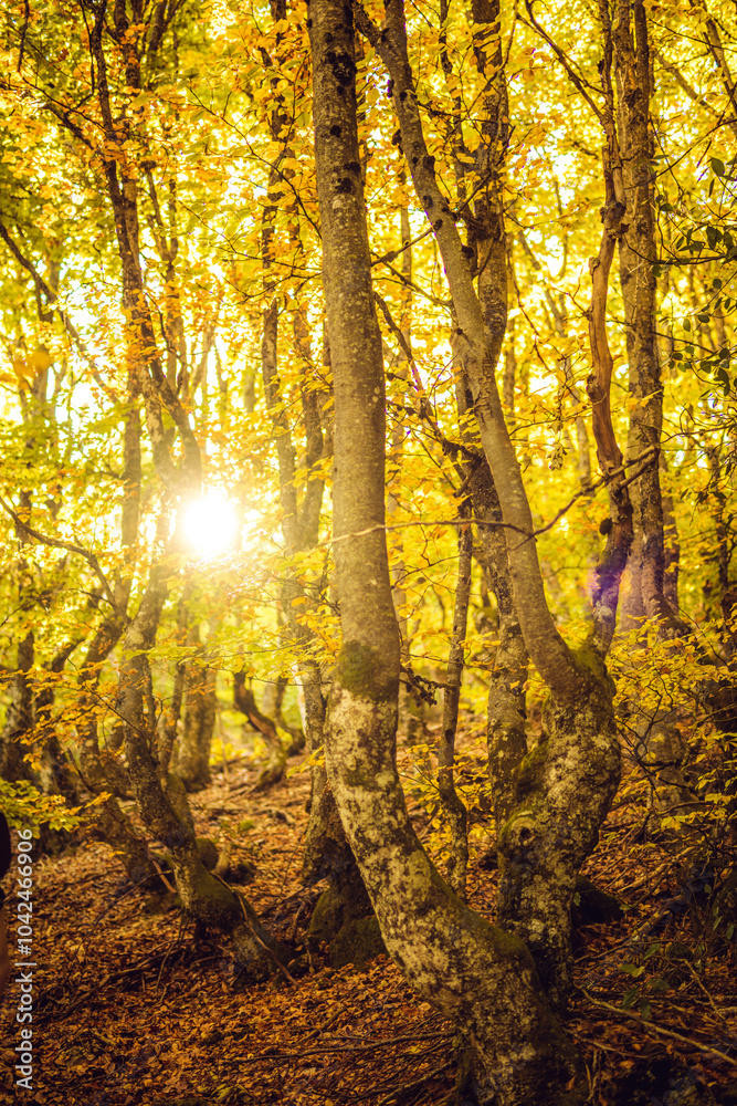 Fototapeta premium A forest in autumn with sunlight filtering through trees and fallen leaves covering the ground