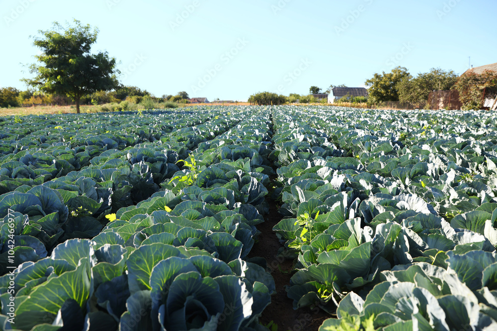 Fototapeta premium Green cabbages growing in field on sunny day