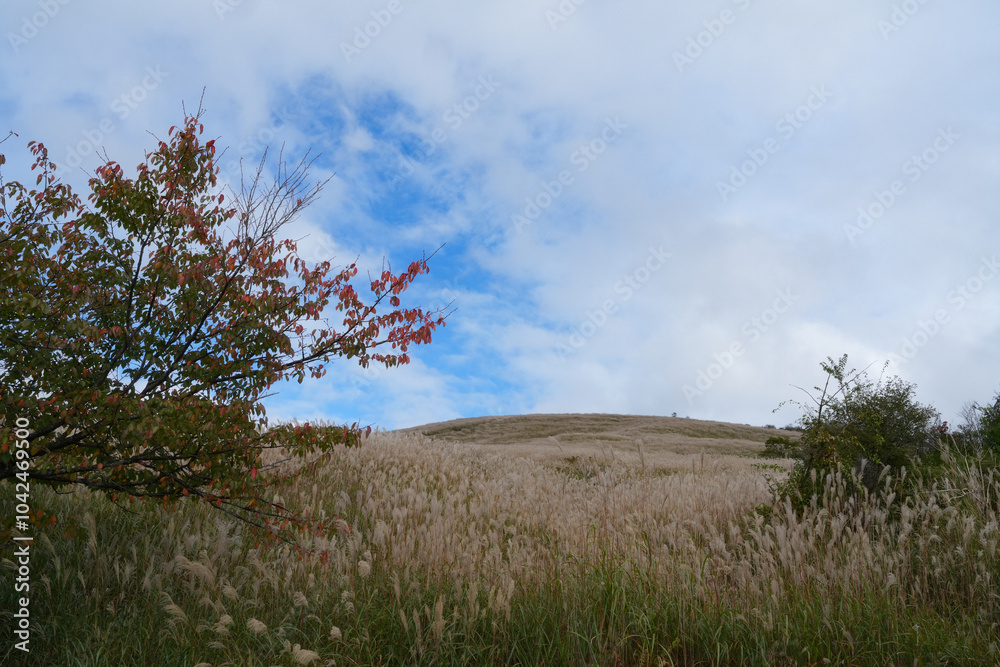 Obraz premium 三国峠のススキ原