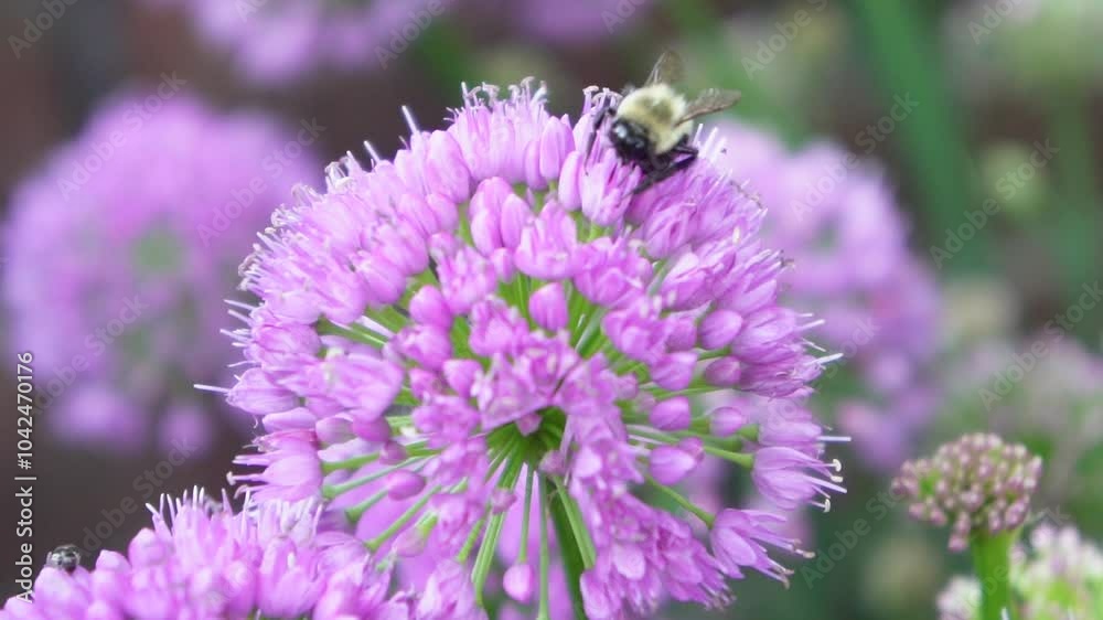 Bumble bee gathering pollen on purple allium flowers in the summer time. Purple flowers with a flying bee in the garden. Bumble bee gathering pollen on purple allium flowers in the summer time. Purple flowers with a flying bee in the garden.
