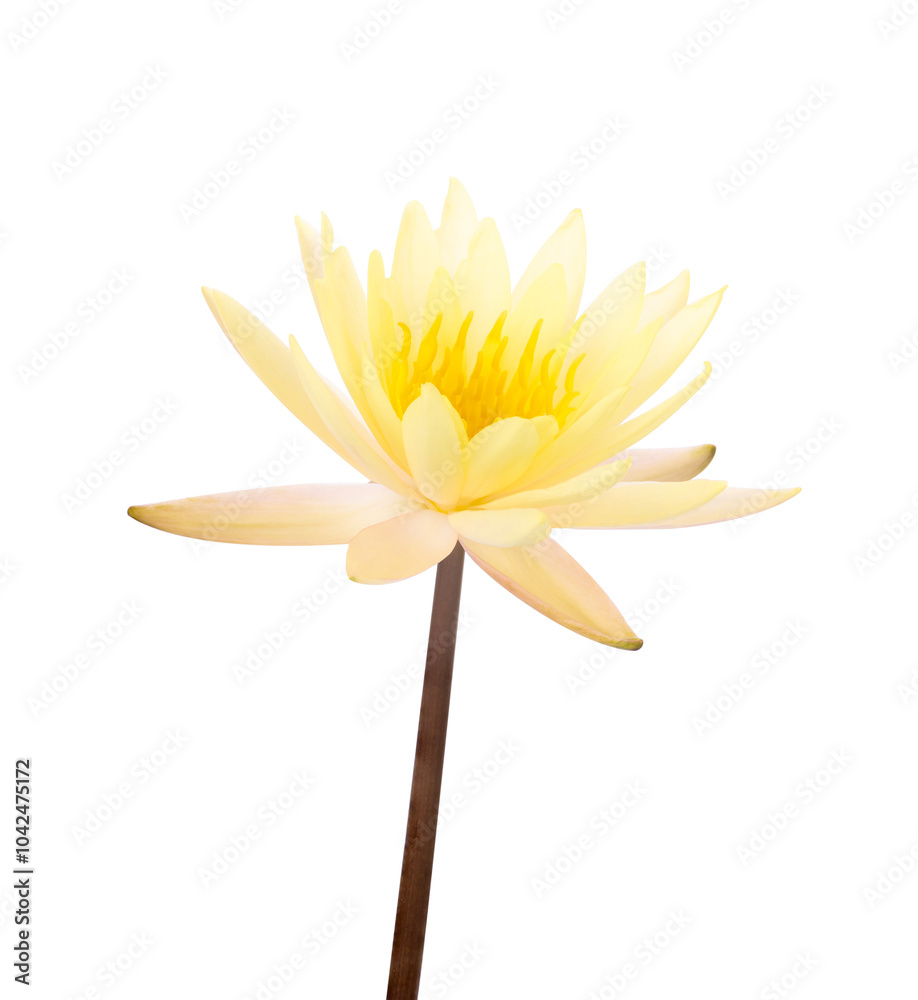 Yellow water lily isolated on white background Yellow water lily isolated on white background