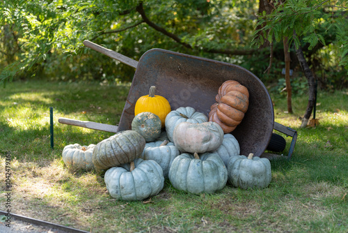 Wheel barrel with pumpkins