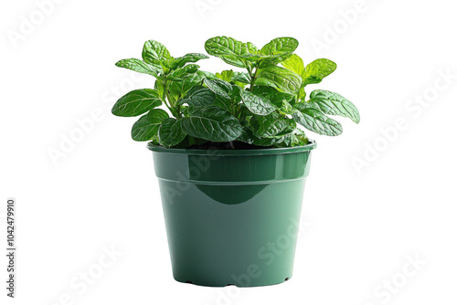 Plastic Green self-watering pot isolated on transparent background, png file, no background png file