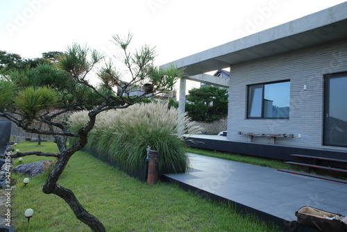 Flame Grass, Silver Grass in garden