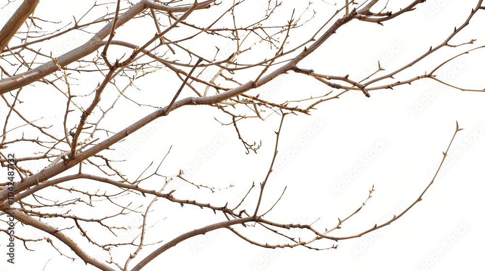 Dry tree branches isolated on white background - a stark and delicate sight. This image presents dry tree branches standing out against a pure white backdrop Dry tree branches isolated on white background - a stark and delicate sight. This image presents dry tree branches standing out against a pure white backdrop