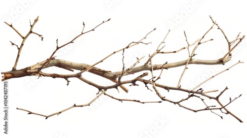 Dry tree branches isolated on white background - a stark and delicate sight. This image presents dry tree branches standing out against a pure white backdrop