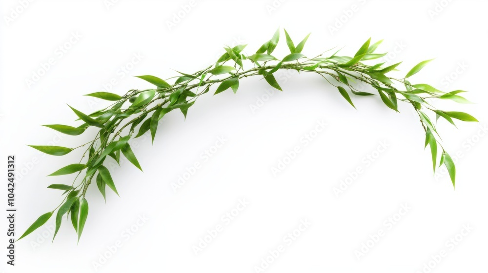 Curved bamboo stalk with soft green leaves cascading, isolated on white background Curved bamboo stalk with soft green leaves cascading, isolated on white background