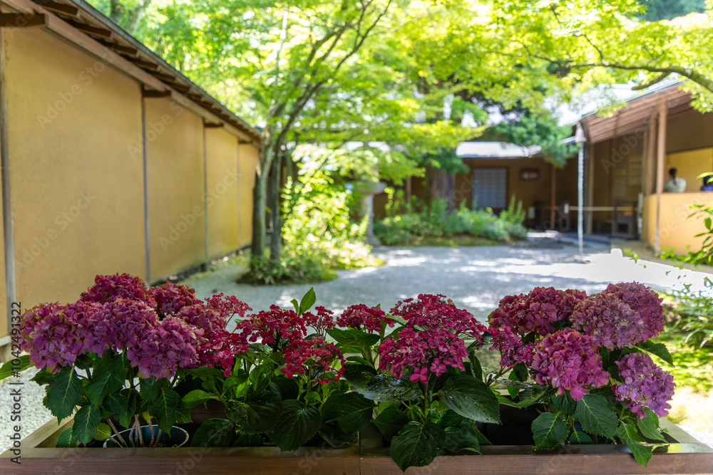 hydrangea in Japanese garden hydrangea in Japanese garden
