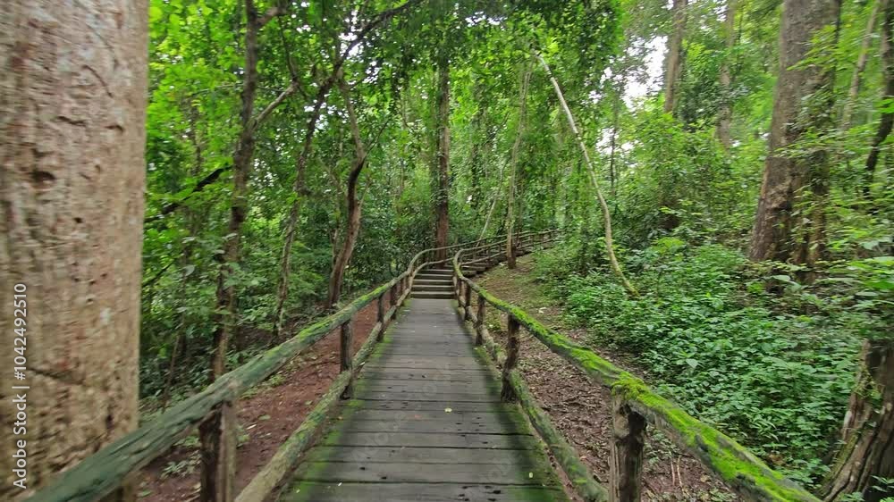 Path in the Big Forest