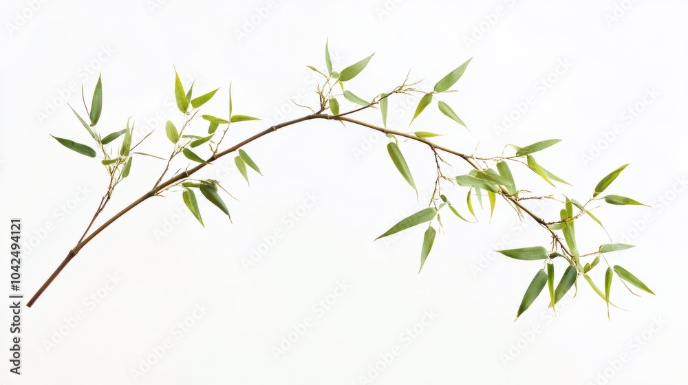 Tall bamboo stalk with delicate new leaves growing, isolated on white background Tall bamboo stalk with delicate new leaves growing, isolated on white background