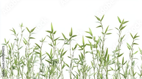 Tall green bamboo with new leaf shoots emerging, isolated on white background