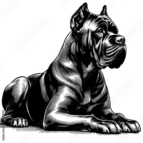 Cane Corso in full-body, hand drawn sketch. Vector isolated on white background	