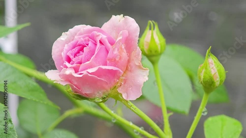 Fresh pink roses and flowers