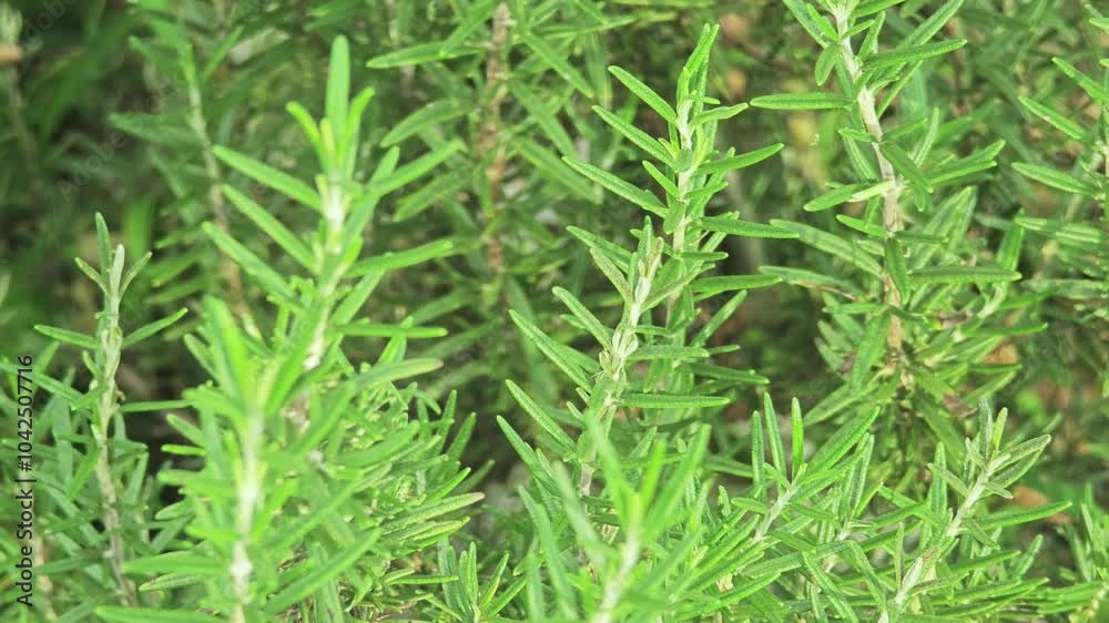Rosemary in the vegetable garden Rosemary in the vegetable garden