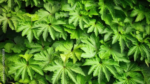 A lush green plant with many leaves