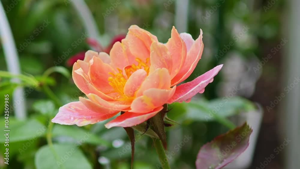 Beautiful pink roses and red-orange flowers Beautiful pink roses and red-orange flowers