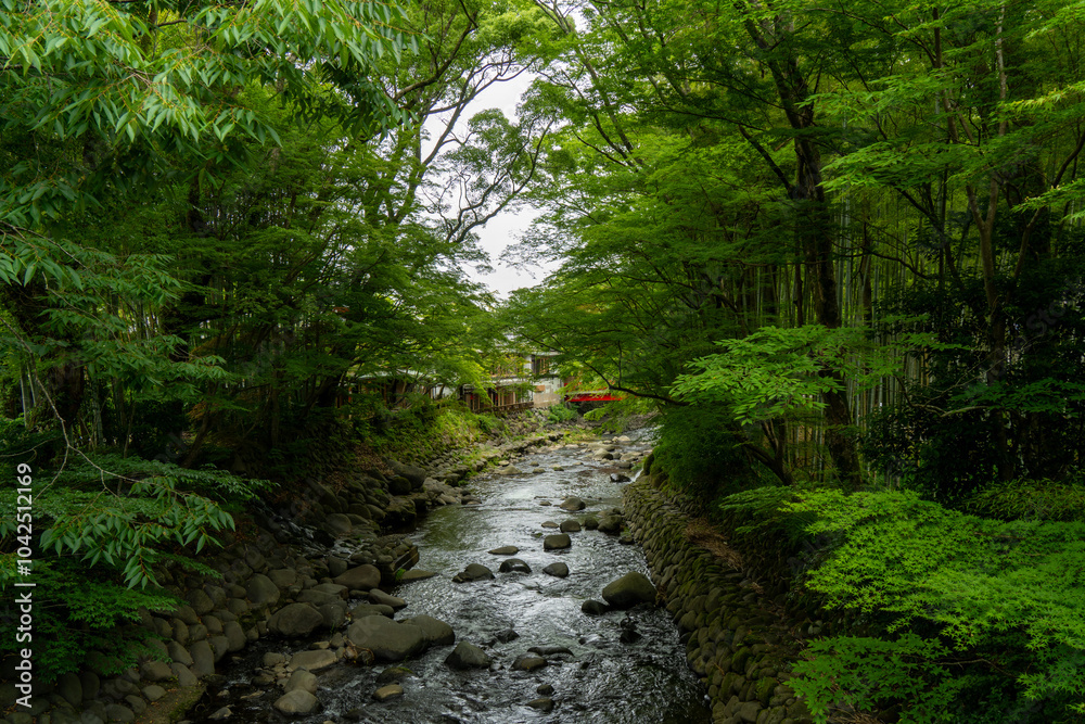 Fototapeta premium river in the forest
