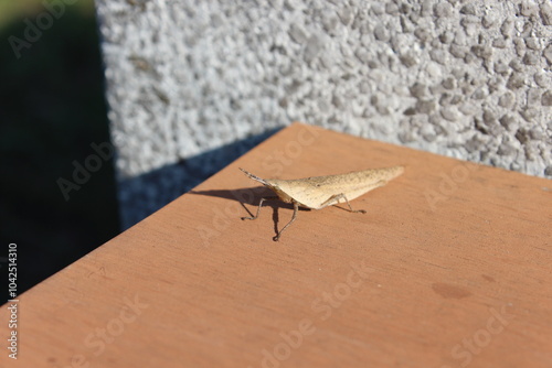 オンブバッタ（Smaller Longheaded Locust）の生態観察 photo