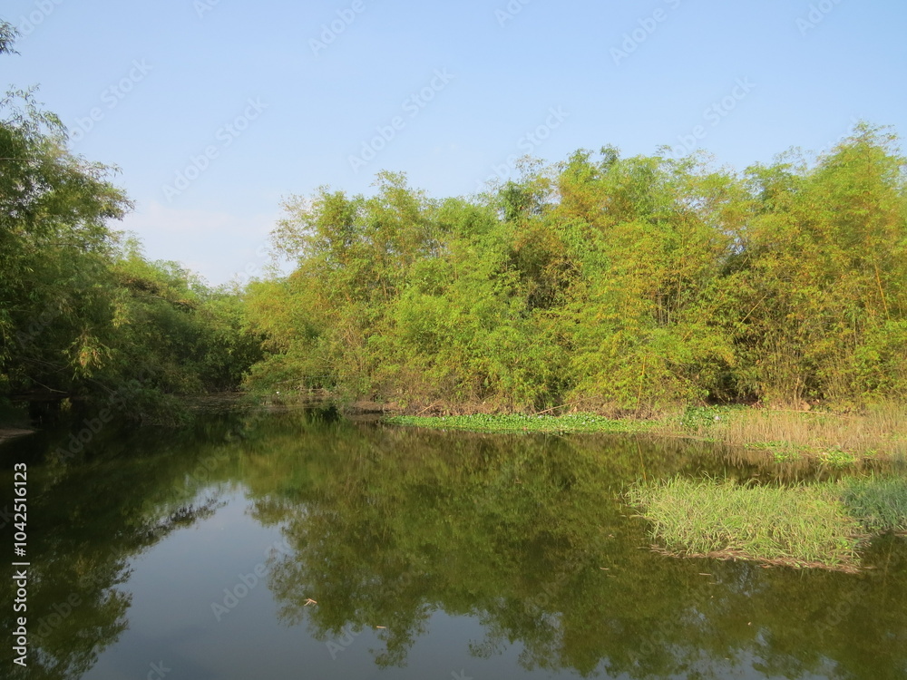 Countryside scenery with beautiful lake and green bamboo bushes on a warm autumn morning Countryside scenery with beautiful lake and green bamboo bushes on a warm autumn morning