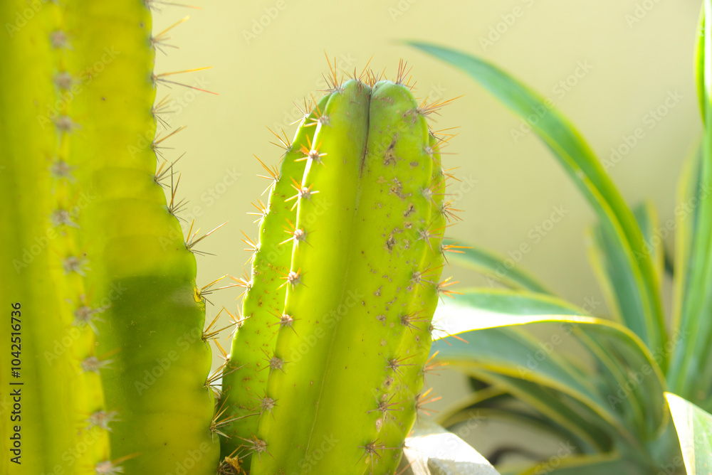 Big long cactus in the pots. Funny cactus for home decoration. Fluffy cactus with long needles. Beautiful interior object. Cactus between stones. Cacti in a flower pot. High quality photo Big long cactus in the pots. Funny cactus for home decoration. Fluffy cactus with long needles. Beautiful interior object. Cactus between stones. Cacti in a flower pot. High quality photo