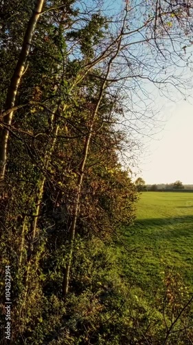 A first-person view FPV flight through a lush green forest. The video is taken from the perspective of a drone flying through the trees. The drone flies through the forest, passing by trees, bushes