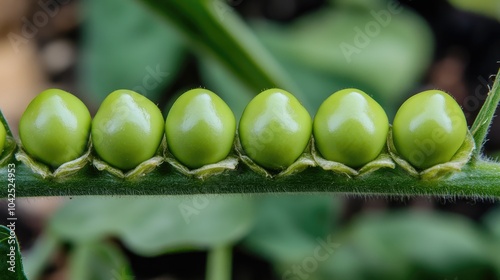 Round seeds from a first generation pea plant cross producing second generation seeds with a ratio of 75 round to 25 wrinkled seeds showcasing Mendelian genetics photo