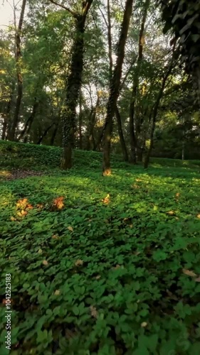 A first-person view FPV flight through the woods. The video is taken from the perspective of a drone flying through the trees. The drone flies through the trees and over the grass. The video is in